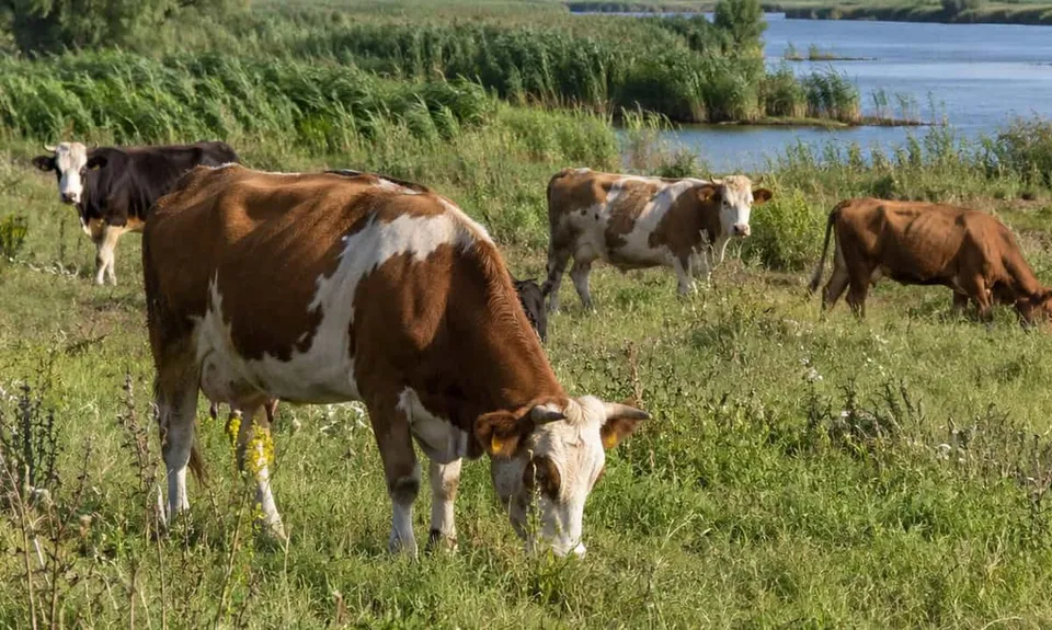 Mai multe vaci de diferite culori pășesc pe o iarbă verde lângă un corp de apă.