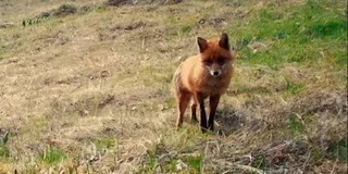 O vulpe cu blană brună stă pe un teren acoperit de iarbă uscată și vegetație rară.