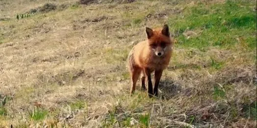 O vulpe cu blană brună stă pe un teren acoperit de iarbă uscată și vegetație rară.