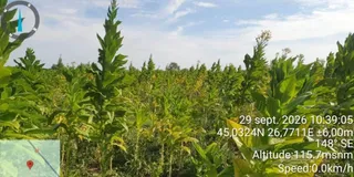 Plante verzi cu frunze mari cresc într-un câmp sub un cer cu nori dispersi.