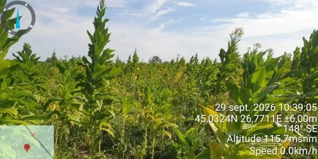 Plante verzi cu frunze mari cresc într-un câmp sub un cer cu nori dispersi.