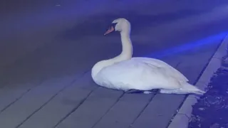O lebădă albă stă întinsă pe un pavaj gri sub o lumină albastră.