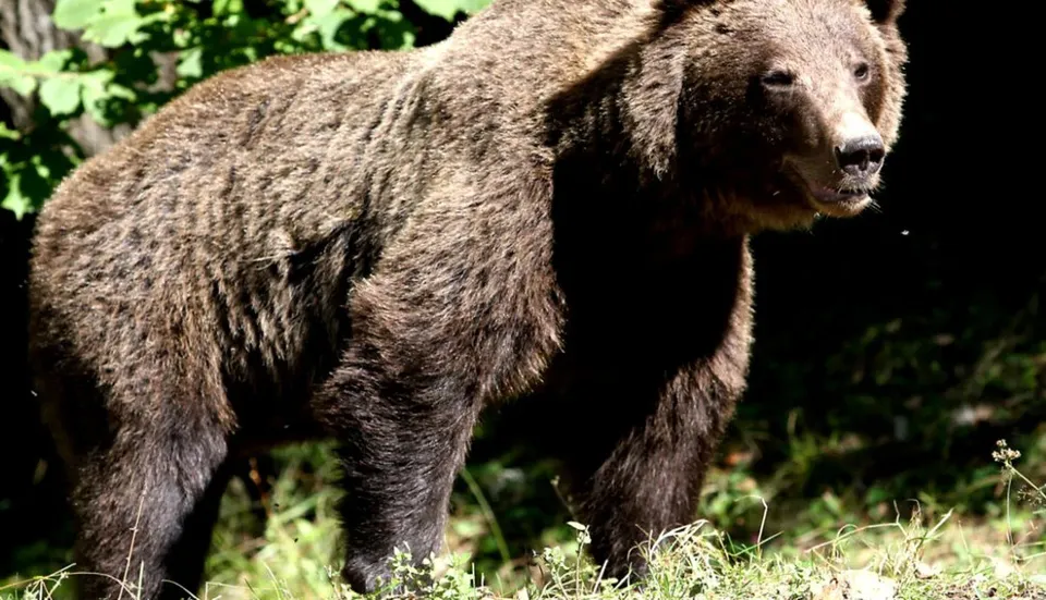 Un urs brun stă pe iarbă într-o zonă cu vegetație densă și umbră.
