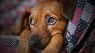 Un câine cu blană maro stă întins pe o suprafață cu model de pătrățele roz și alb.