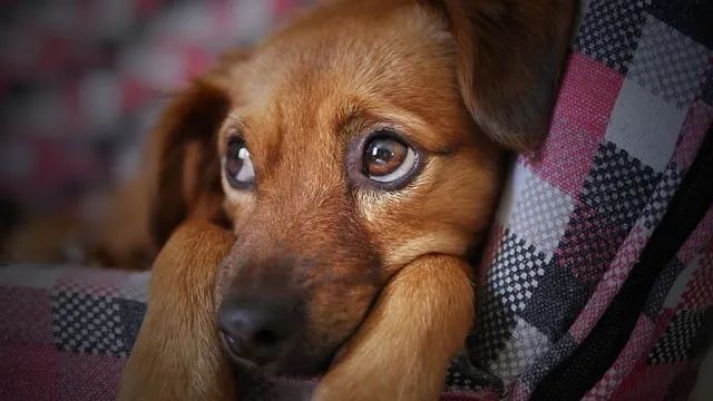 Un câine cu blană maro stă întins pe o suprafață cu model de pătrățele roz și alb.