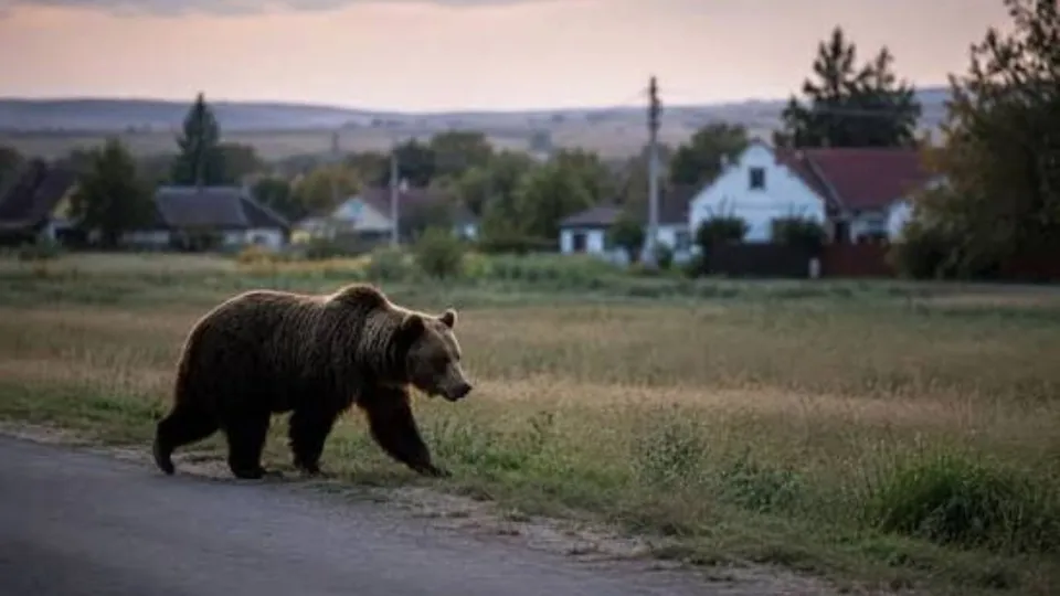 Un urs brun merge pe marginea unei drumuri asfaltate lângă un câmp de iarbă uscată, având case și copaci în fundal.