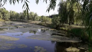Un lac cu vegetație acoperind suprafața apei este înconjurat de copaci și plante verzi sub un cer luminos.