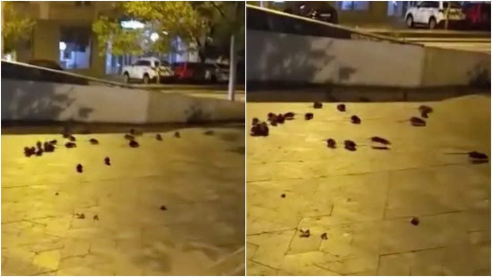 Mai multe rozătoare mici se mișcă pe o suprafață pavată într-o zonă iluminată noaptea.