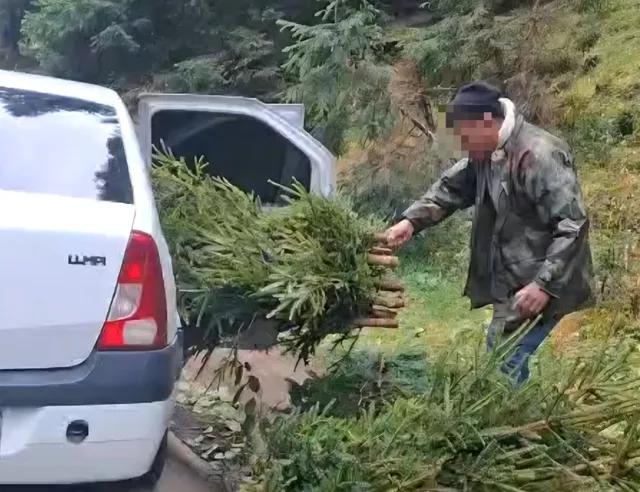 Un bărbat cu o haină de culoare închisă încarcă ramuri de conifere într-un portbagaj de vehicul alb.