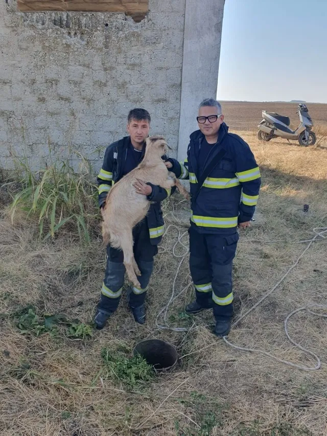 Un bărbat în uniformă de pompier ține o capră de culoare deschisă, în timp ce un alt bărbat stă lângă el pe un teren cu iarbă uscată.