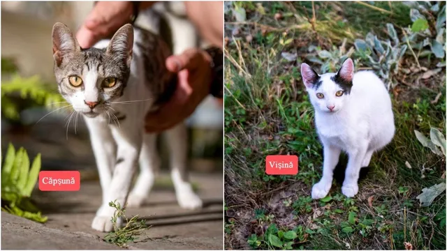 Două imagini de tip colaj prezintă o pisică gri și albă pe o suprafață pavată și o pisică albă cu pete negre pe iarbă.