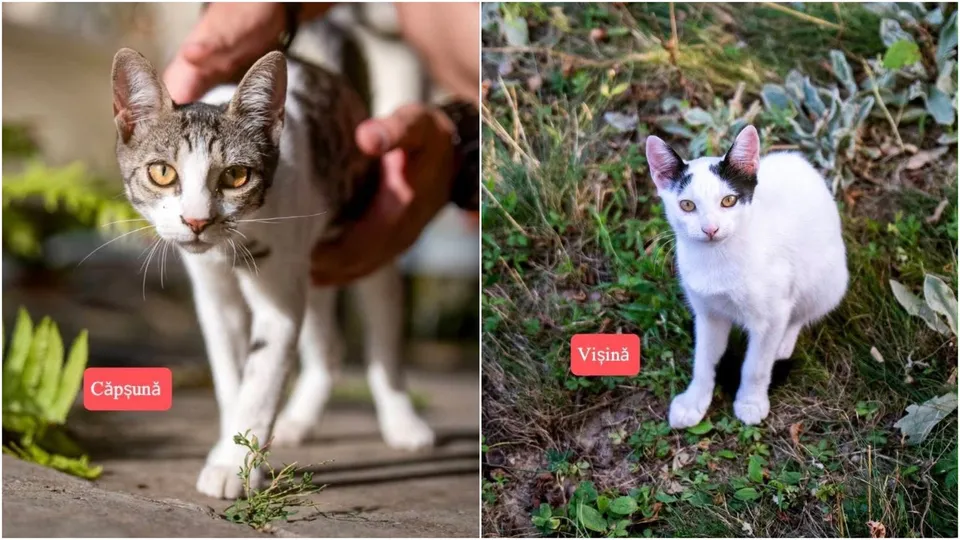Două imagini de tip colaj prezintă o pisică gri și albă pe o suprafață pavată și o pisică albă cu pete negre pe iarbă.