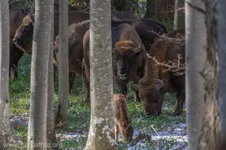 Mai mulți zimbri stau în pădure printre trunchiuri de copaci sub o lumină difuză pe un sol acoperit de iarbă și resturi de zăpadă.