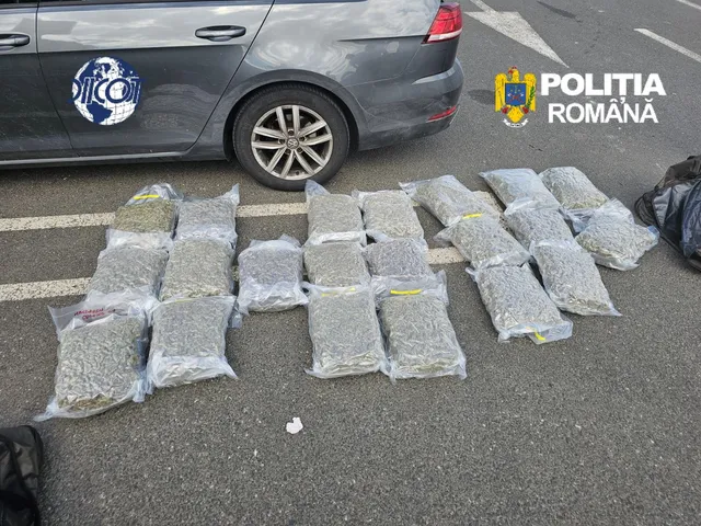Mai multe pungi de plastic transparente conținând o substanță vegetală verde sunt așezate pe asfalt lângă un autoturism gri.