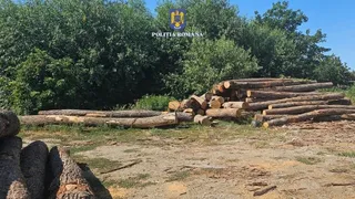 Mai multe stive de bușteni de lemn sunt depozitate pe un teren deschis lângă o vegetație densă de copaci verzi.