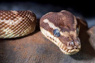 O reptilă cu solzi maro și crem, cu ochi negri, se află pe o suprafață rugoasă și maronie.