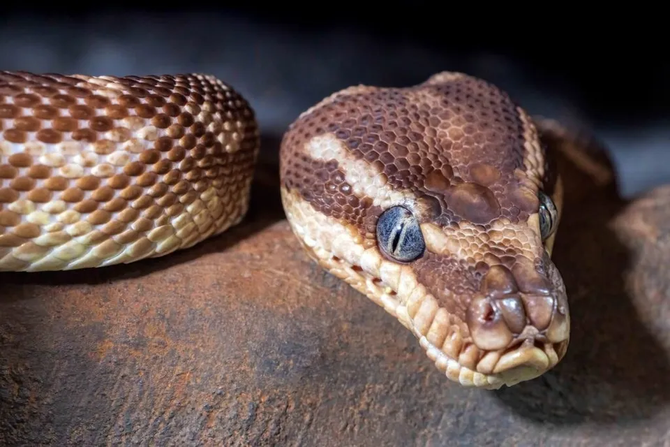 O reptilă cu solzi maro și crem, cu ochi negri, se află pe o suprafață rugoasă și maronie.