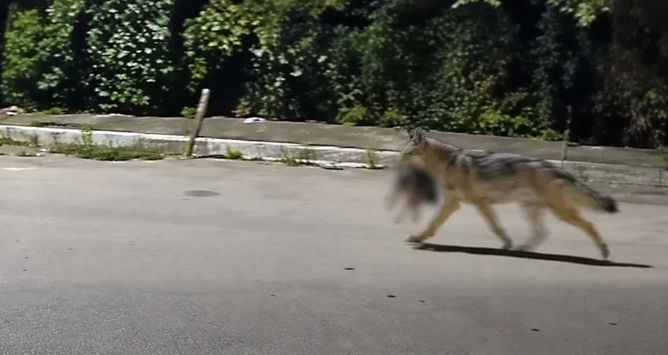 Un animal sălbatic cu blană gri și maro pășește pe o suprafață asfaltată lângă un bord curb de beton și vegetație densă.