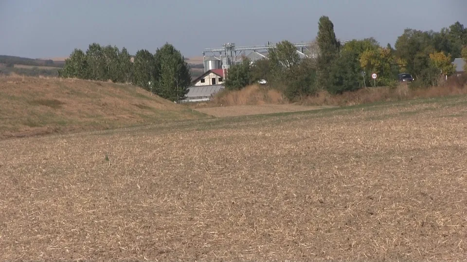 Un câmp arat cu resturi vegetale uscate se întinde în prim-plan, având copaci și câteva clădiri în fundal sub un cer senin.