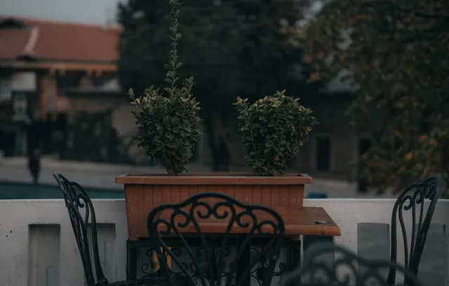 Două plante verzi sunt plantate într-un ghiveci dreptunghiular de culoare maro, situat pe un balcon lângă scaune metalice negre.