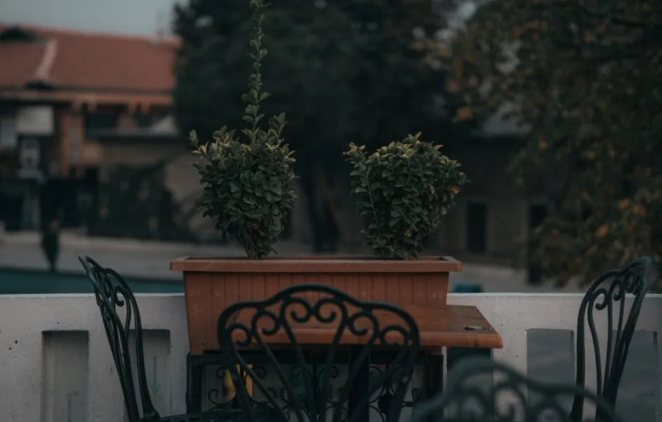 Două plante verzi sunt plantate într-un ghiveci dreptunghiular de culoare maro, situat pe un balcon lângă scaune metalice negre.