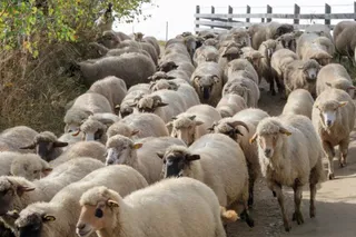 Un grup mare de oi cu lână albicioasă merge pe un drum de pământ lângă un gard de lemn și vegetație.