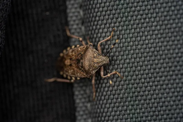 O insectă maro cu textură rugoasă stă pe o suprafață textilă gri cu model de țesătură densă.