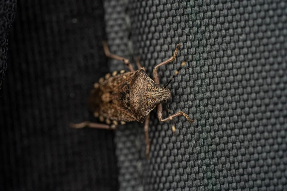 O insectă maro cu textură rugoasă stă pe o suprafață textilă gri cu model de țesătură densă.
