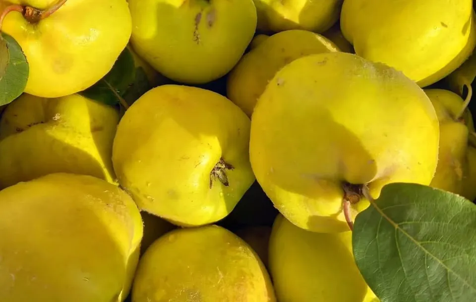 Mai multe fructe de gutui galbene sunt grupate împreună, unele fiind parțial acoperite de o frunză verde în prim-plan.
