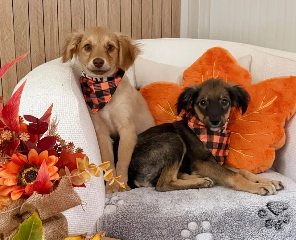 Două cățelușe cu bandana în model pătrat roșu și negru stau pe o canapea albă lângă o floare de decorațiune portocalie.