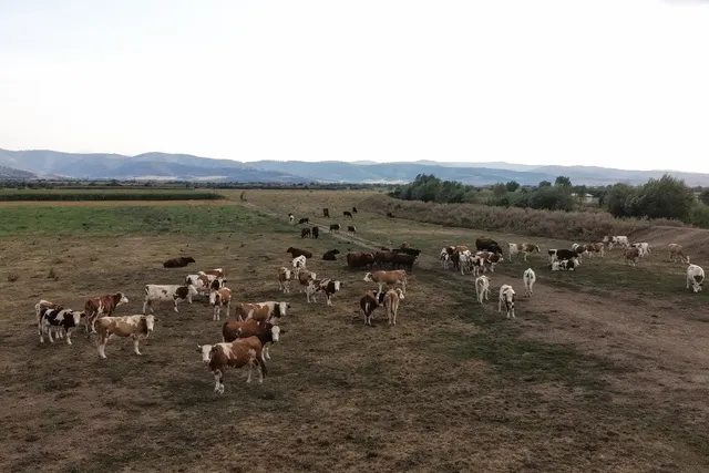 Un grup de vaci de diverse culori stă pe un câmp de iarbă uscată sub un cer înnorat, cu dealuri în fundal.