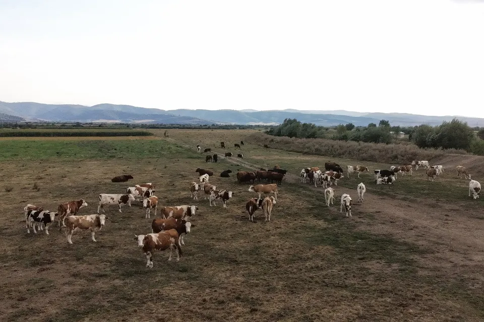 Un grup de vaci de diverse culori stă pe un câmp de iarbă uscată sub un cer înnorat, cu dealuri în fundal.