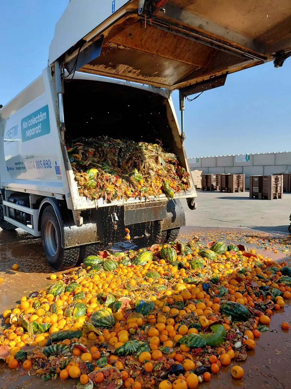Un camion alb cu partea din spate deschisă deversează un amestec de fructe și resturi vegetale pe o suprafață asfaltată.