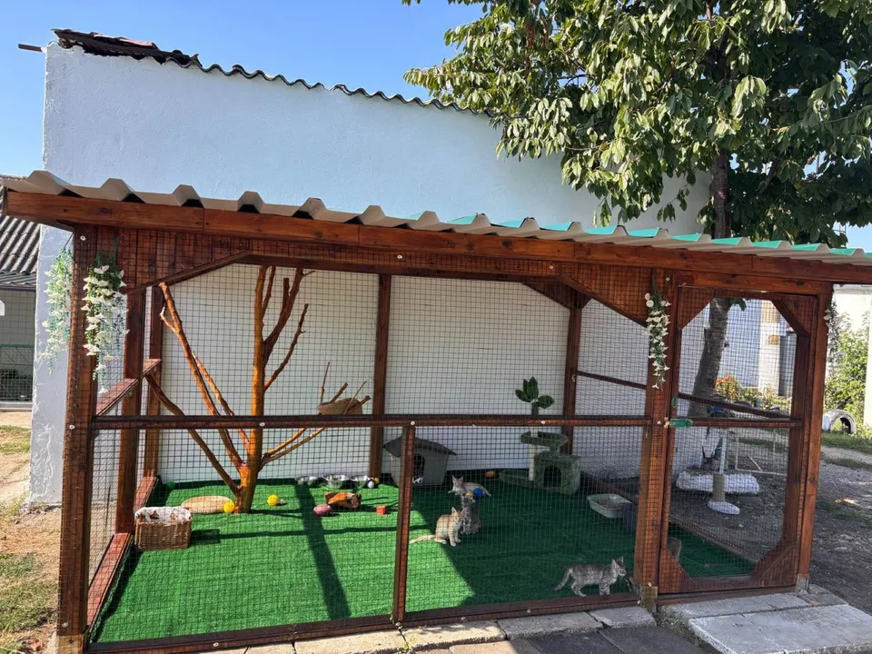 Șapte pisici se află într-o structură de lemn cu plasă, având iarbă artificială, un copac uscat și câteva accesorii în interior.