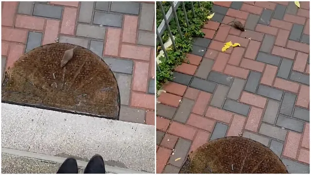 Două fotografii de sus arată rozătoare mici pe un trotuar pavat cu cărămizi gri și roșii și pe un pepit de lemn.