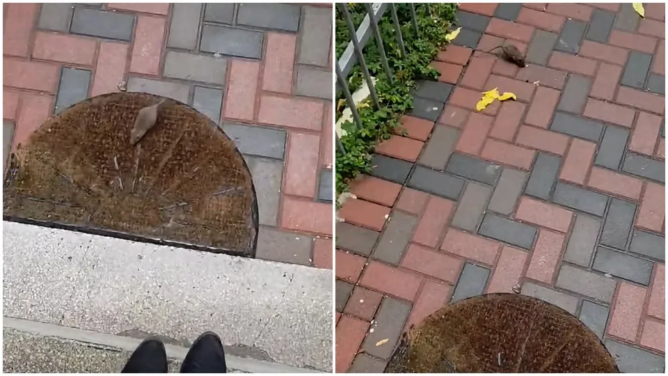 Două fotografii de sus arată rozătoare mici pe un trotuar pavat cu cărămizi gri și roșii și pe un pepit de lemn.