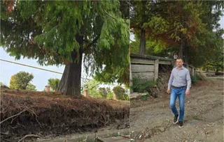Un bărbat merge pe un drum de pietriș lângă un zid de beton și un copac cu frunziș verde și brun.