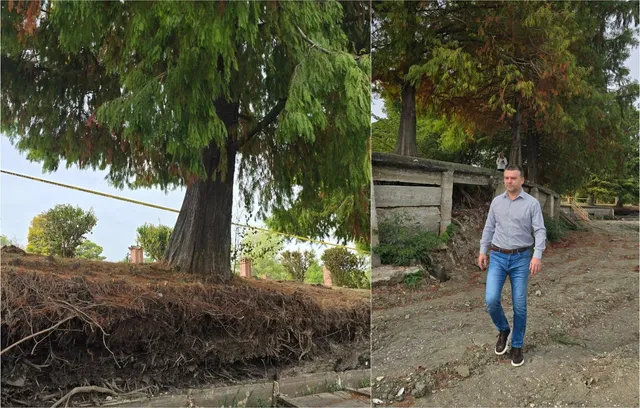 Un bărbat merge pe un drum de pietriș lângă un zid de beton și un copac cu frunziș verde și brun.