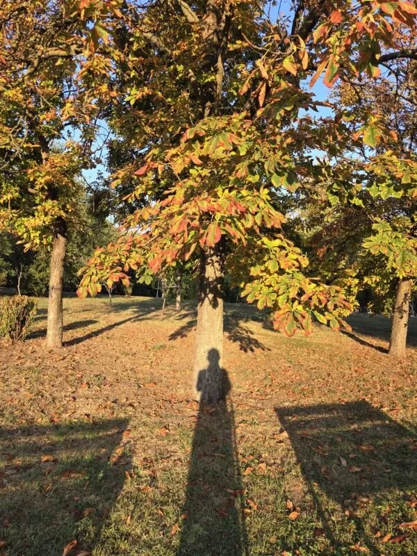 Un copac cu frunze galbene și portocalii stă pe un teren acoperit de iarbă uscată și frunze căzute, sub un cer senin.