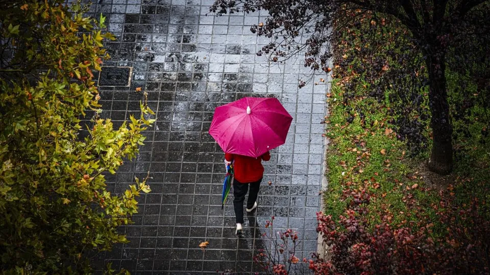 O persoană cu o umbrelă roz merge pe un trotuar umed lângă copaci și vegetație.