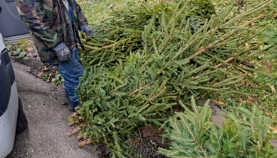Un bărbat într-o jachetă de camuflaj și pantaloni albaștri stă lângă ramuri de conifere întinse pe sol lângă un vehicul alb.