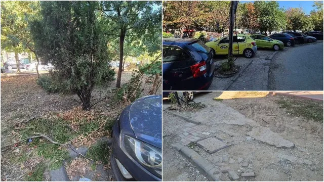 Imagine compusă cu vegetație uscată, un capot de mașină și mașini parcate pe un trotuar deteriorat lângă un copac.