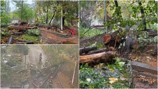 O compilație de patru imagini arată un copac prăbușit, trunchiuri tăiate, crengi și resturi vegetale pe un trotuar și lângă o parcare, în urma intervenției pompierilor.