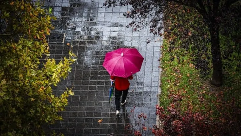 O persoană cu o umbrelă roz merge pe un trotuar umed lângă copaci și plante verzi și maronii.