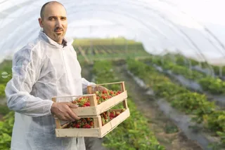 Un bărbat într-un halat alb de protecție ține două cutii de lemn cu fructe roșii într-o seră cu plante verzi.