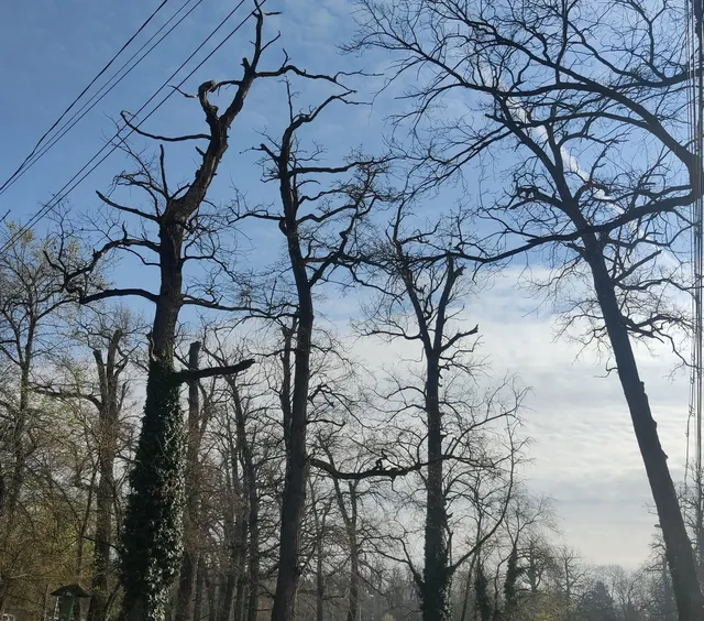 Copaci fără frunze se ridică spre cerul înzăpezit, cu câteva fire de electricitate trecând prin partea stângă a cadrului.