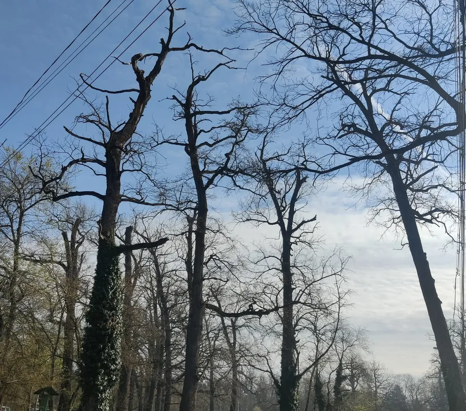 Copaci fără frunze se ridică spre cerul înzăpezit, cu câteva fire de electricitate trecând prin partea stângă a cadrului.