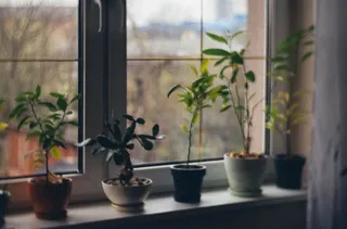 Cinci plante de interior în ghiveci sunt așezate pe un pervaz lângă o fereastră cu panouri de sticlă.