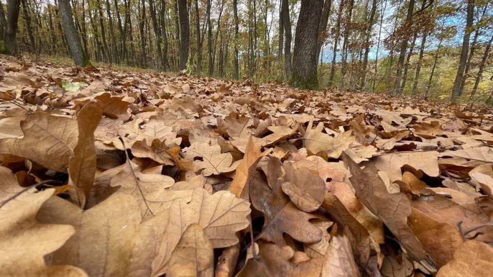 A low-angle close-up shot of a forest floor densely covered with dry, brown fallen oak leaves with trees in the background.