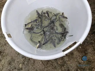 Mai mulți pești mici cu dungi închis la culoare înoată într-un recipient alb plin cu apă.